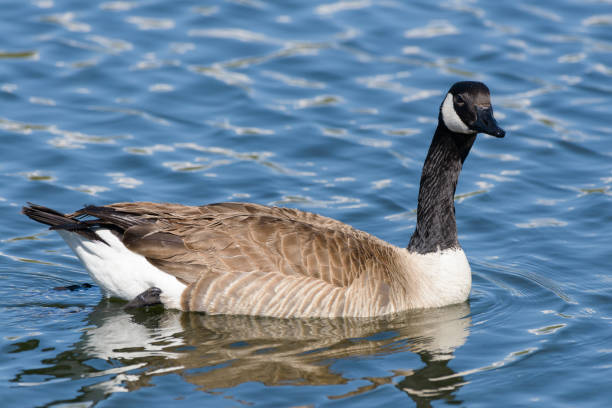 istock Canada Goose Swimming in a Lake 690475230