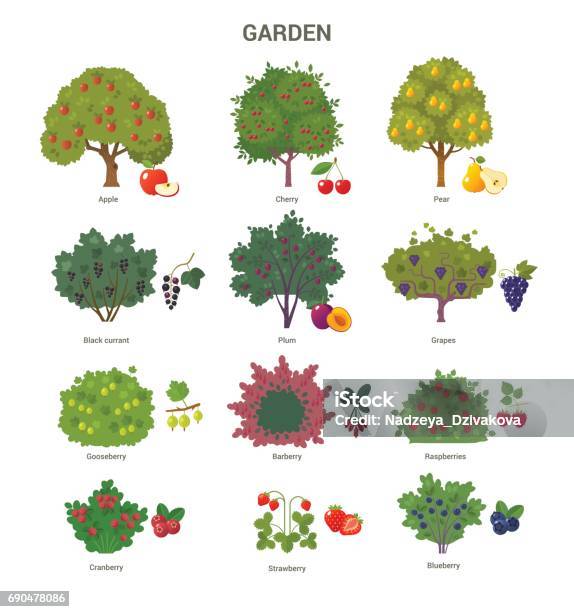 Garten Bäume Und Sträucher Kollektion Stock Vektor Art und mehr Bilder von Strauch - Strauch, Amerikanische Heidelbeere, Apfelbaum