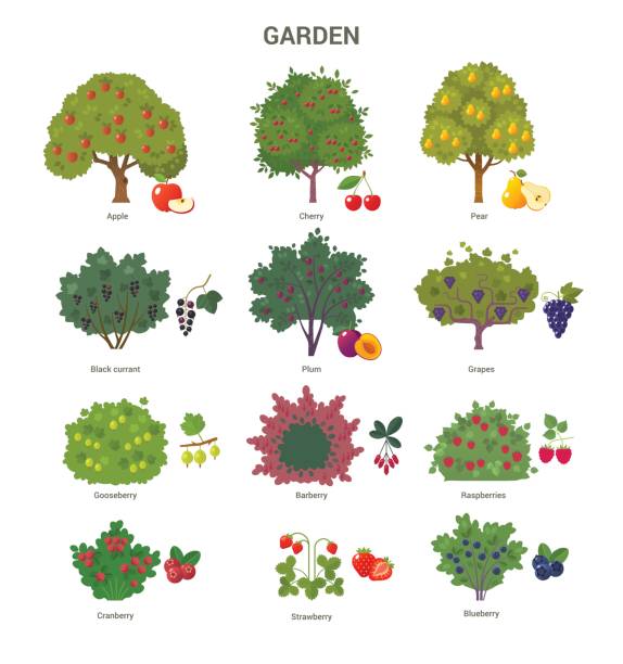 Garden trees and shrubs collection. Vector illustration of fruit trees and berry bushes, such as apple, cherry, pear, black currant, barberry and strawberry. Isolated on white. bush stock illustrations