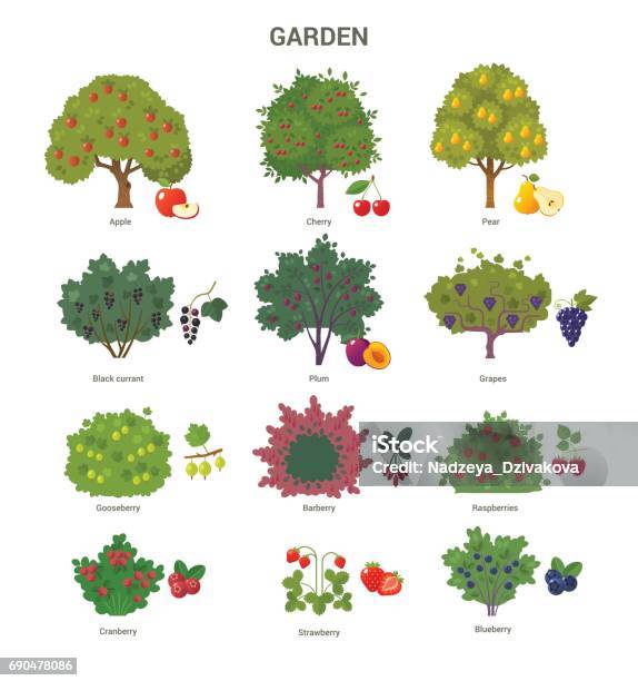 Garden Trees And Shrubs Collection Stock Illustration - Download Image Now - Bush, Blueberry, Apple Tree