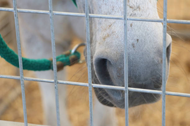 istock white horse in a safety cage 690479008