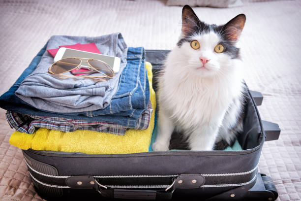 istock Cat sitting in the suitcase 690479266