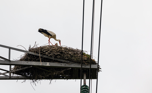 Storks nesting in an electricity mast in Lelystad