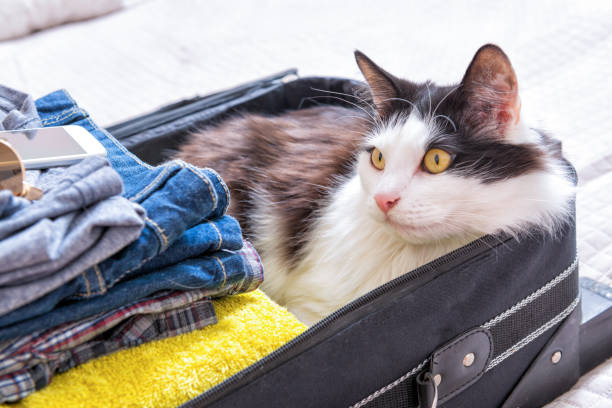 istock Cat sitting in the suitcase 690479370