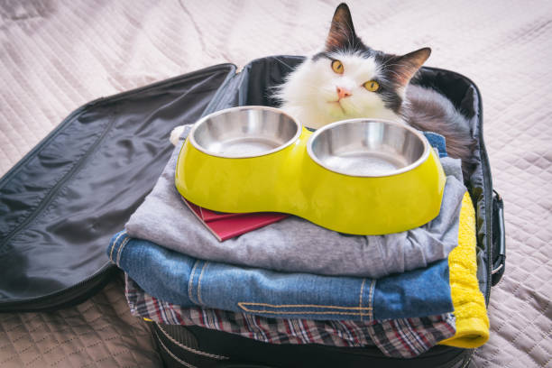 istock Cat sitting in the suitcase 690479476