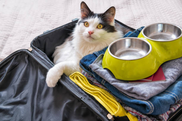 istock Cat sitting in the suitcase 690479584