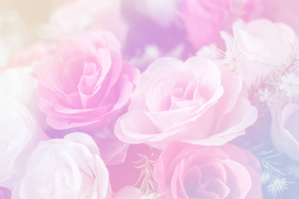istock Blurred of Rose flowers blooming 690482528