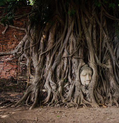 Head of Buddha in a tree in Ayutthaya, Thailand