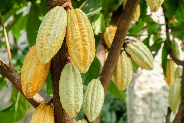 istock Cocoa tree with pods.Used as food and drink. 690486148