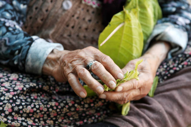 The old woman and tobacco leaves background The old woman and tobacco leaves background smoking women luxury cigar stock pictures, royalty-free photos & images