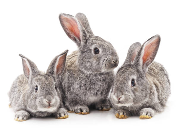 tres conejos. - conejo animal fotografías e imágenes de stock