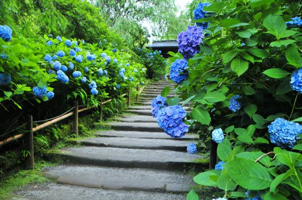 鎌倉のあじさい - kamakura photos et images de collection