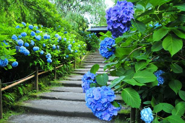 鎌倉のあじさい - kamakura photos et images de collection