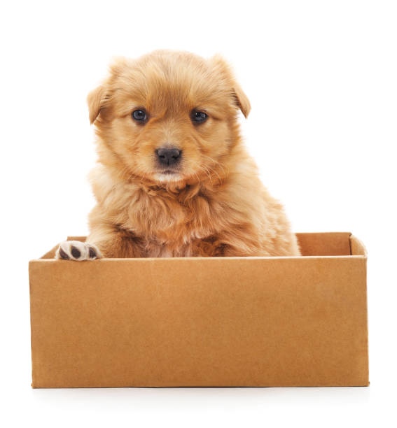 istock Brown puppy in a box. 690489574