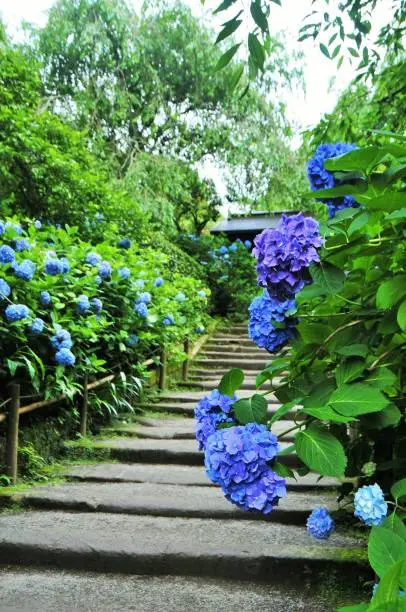 Hydrangeas in Kamakura