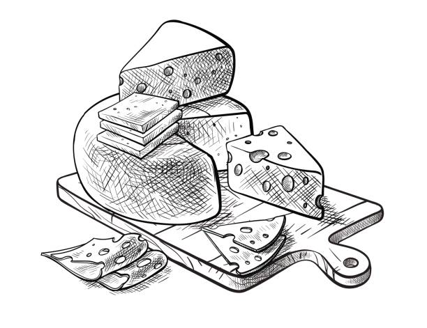 käse, verschiedene arten von käse satz von vektor-skizzen - tellerlift stock-grafiken, -clipart, -cartoons und -symbole