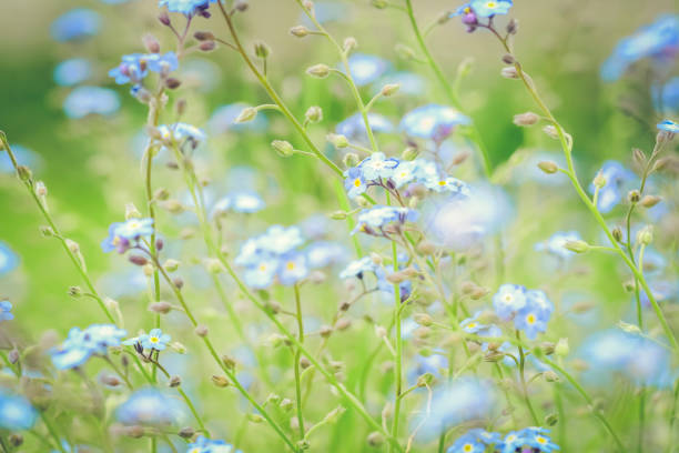 istock Defocussed Background Of Tiny Blue-Forget-Me-Not flowers 690492544