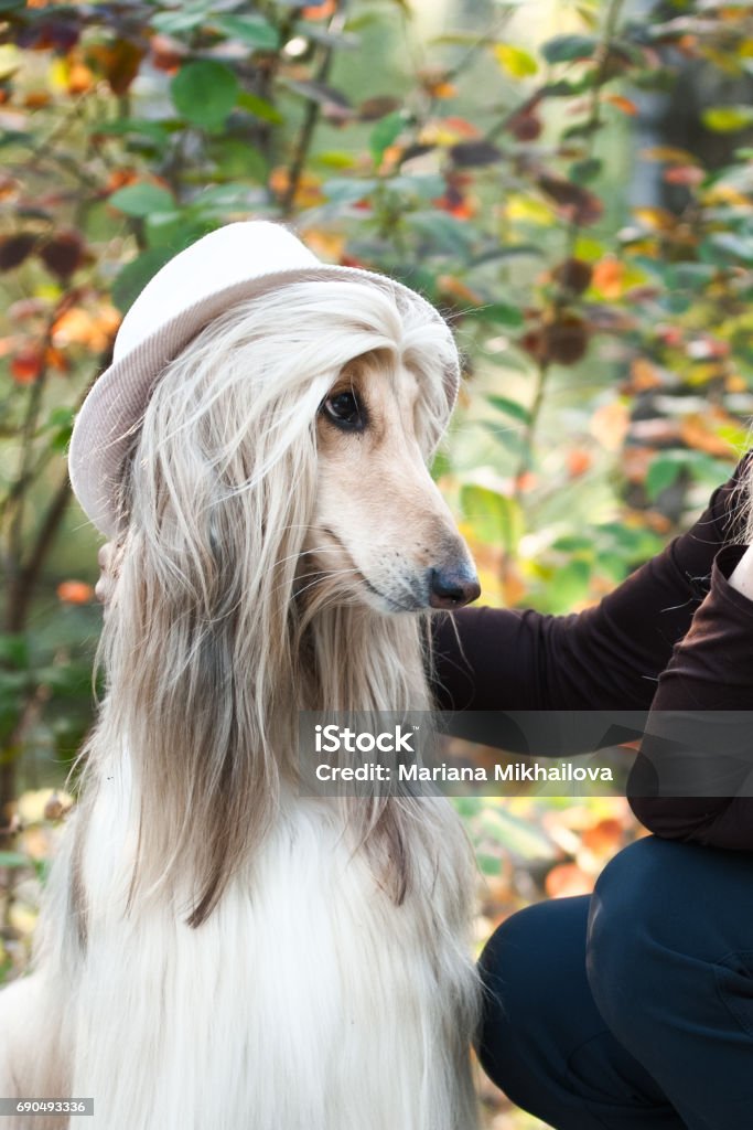 Afghan Hound Portrait Trying on a Coquette Fashionista Hat He Looks At His Lover With A Bright Look Beauty Salon Grooming Dog Hairstyle