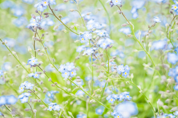 istock Defocussed Background Of Tiny Blue-Forget-Me-Not flowers 690493604