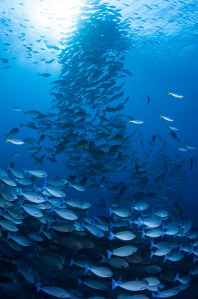 istock Schooling Fish rising up to the surface with sun in background. 690493732