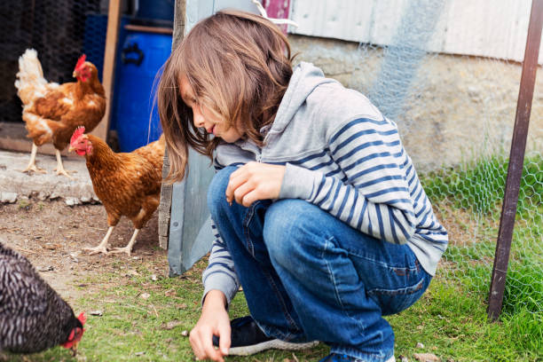 istock Young boy looking at hens in a chicken coop. 690493836