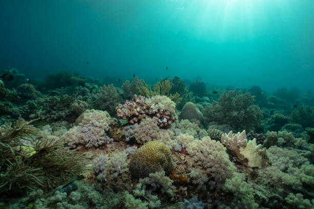 istock The sun shines its rays down on this healthy reef with soft and hard corals. 690493892