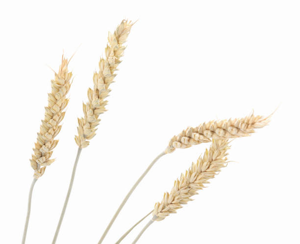 istock Ears of wheat. 690496062