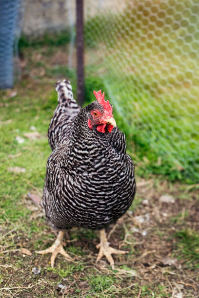 istock A single white and grey hen in a chicken coop. 690496432