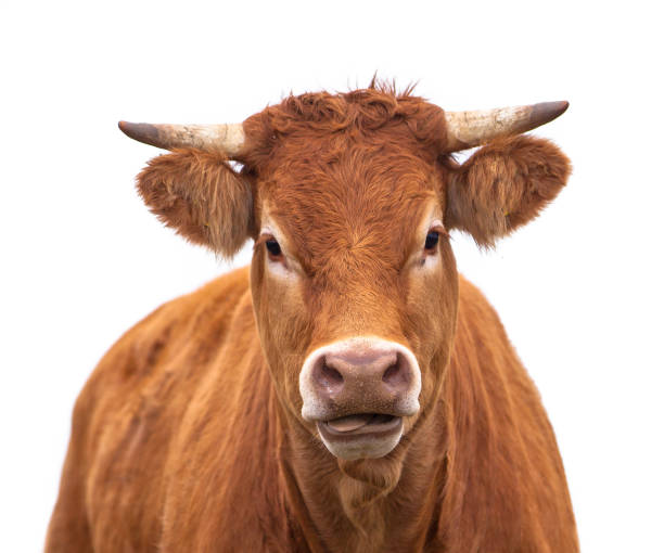istock Portrait of a Cow 690500190