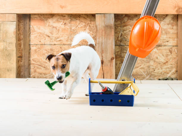 istock Dog at construction site coming on camera and fetching hammer 690500586