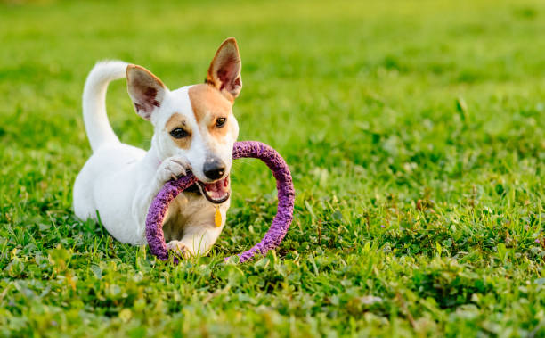 istock Adorable dog chewing toy lying down on green grass 690500590