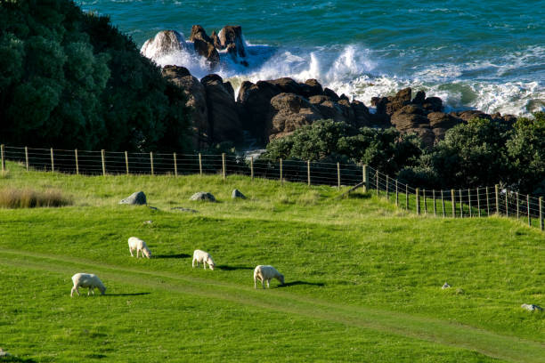 new zealand landscape with sheep pacific ocean stock photo