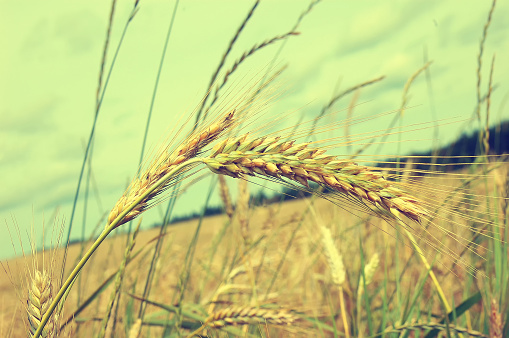view of  ears and a field of ripe wheat on a background cloudy sky, retro style
