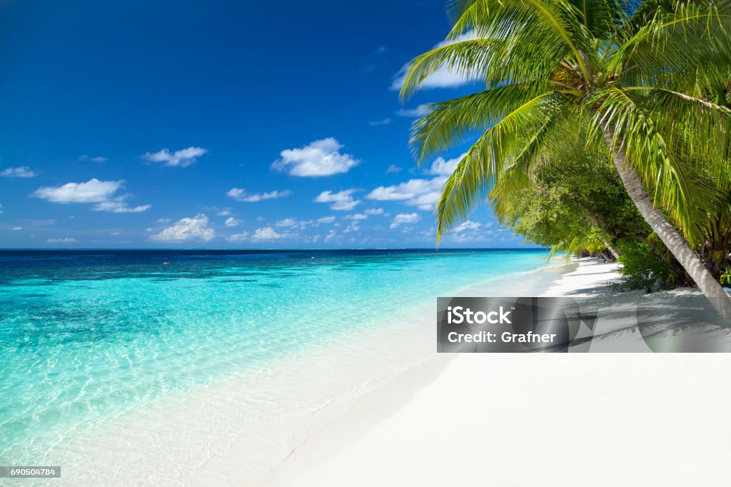 tropical paradise beach background tropical paradise beach with white sand and coco palms travel tourism background concept Beach Stock Photo