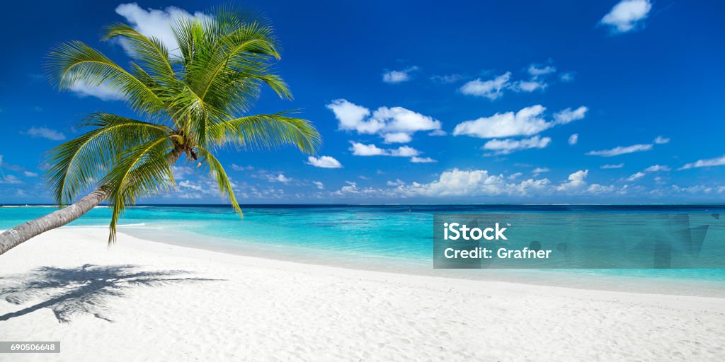 coco palm on tropical paradise panorama beach tropical paradise beach with white sand and coco palms travel tourism wide panorama background concept Beach Stock Photo