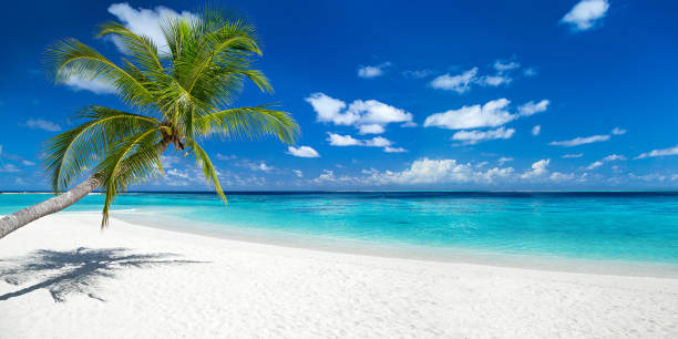 coco palm on tropical paradise panorama beach tropical paradise beach with white sand and coco palms travel tourism wide panorama background concept bahamas photos stock pictures, royalty-free photos & images