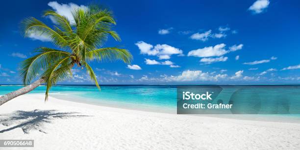 Coco Palm On Tropical Paradise Panorama Beach Stock Photo - Download Image Now - Beach, Island, Summer