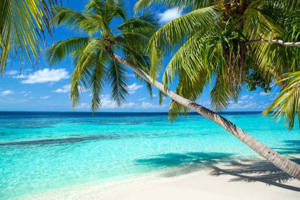 tropical paradise beach background tropical paradise beach with white sand and coco palms travel tourism background concept bahamas photos stock pictures, royalty-free photos & images
