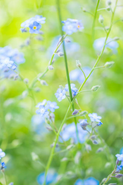 istock Defocussed Background Of Tiny Blue-Forget-Me-Not flowers 690508500