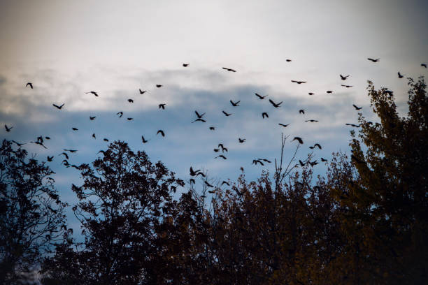 istock Hundreds Of Crows Fly Over The Tree Line At Dusk 690509976