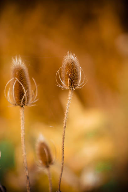 Toned Photo Of Fall Thistles