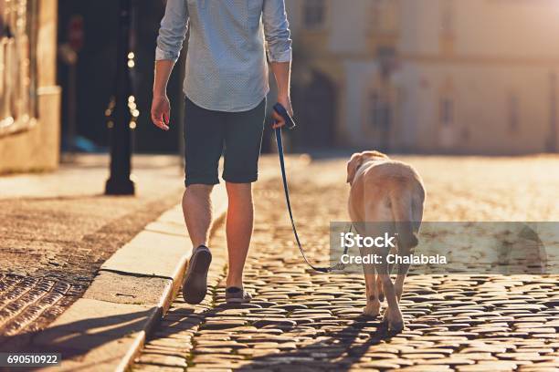 Morning Walk With Dog Stock Photo - Download Image Now - Dog, Dog Walking, City