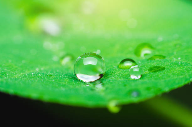 istock water drop on green leaf. nature fresh background macro. 690511060