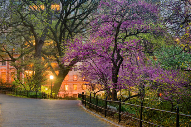 NYC Central Park Manhattan Spring Dusk Scene This is a royalty free stock color photograph of Central Park, in urban travel destination New York City, USA. The evening sky in this Manhattan's East Side scene is illuminated with street lights. Photographed with a Nikon D800 DSLR in spring. upper east side manhattan stock pictures, royalty-free photos & images