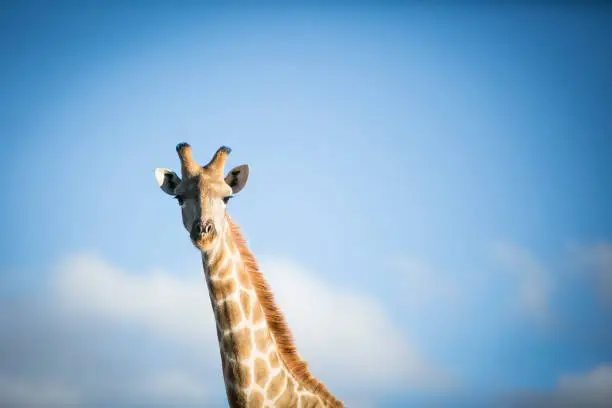 A close up of an african giraffe