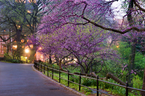 istock NYC Central Park Manhattan Spring Dusk Scene 690513772