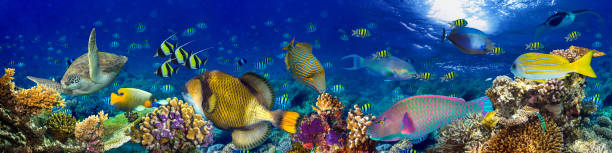 underwater coral reef landscape panorama background underwater coral reef landscape wide panorama background  in the deep blue ocean with colorful fish and marine life aquatic organism photos stock pictures, royalty-free photos & images