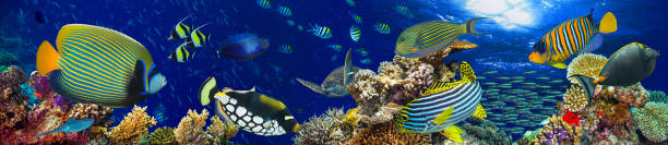 istock underwater coral reef landscape panorama background 690514174