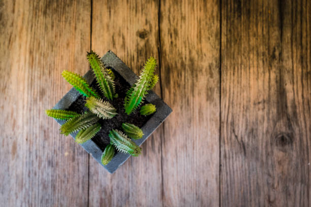 istock Top view of cactus. 690514460