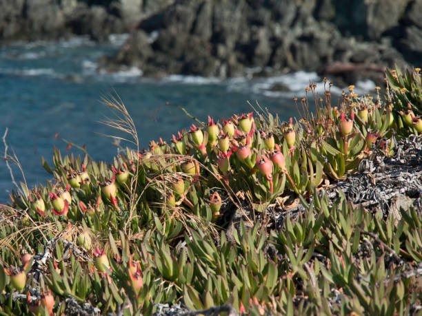 Coastal flower